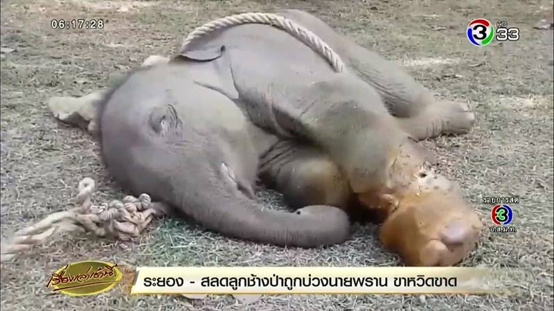 ช้างบาดเจ็บ ช้างบาดเจ็บ